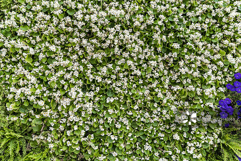 鲜花植物墙背景素材图片素材