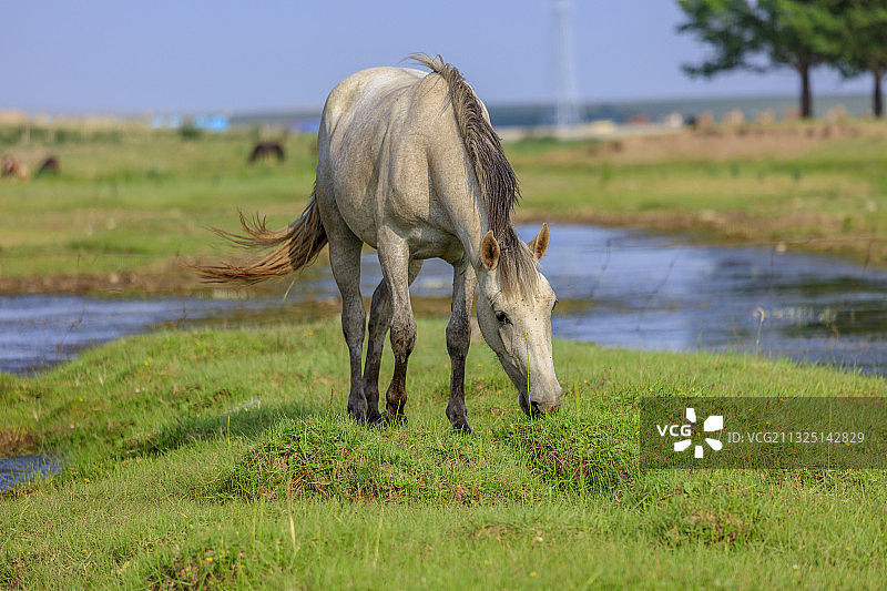 夕阳下的草原，蒙古马，马。图片素材