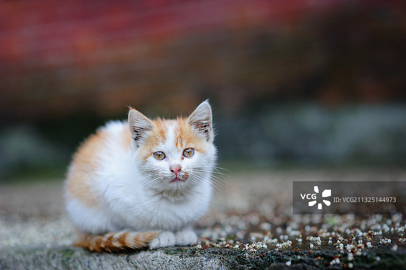 孤单的小猫图片素材