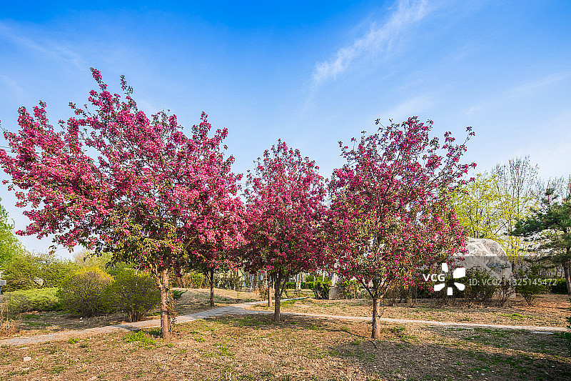 槐新公园 北京图片素材