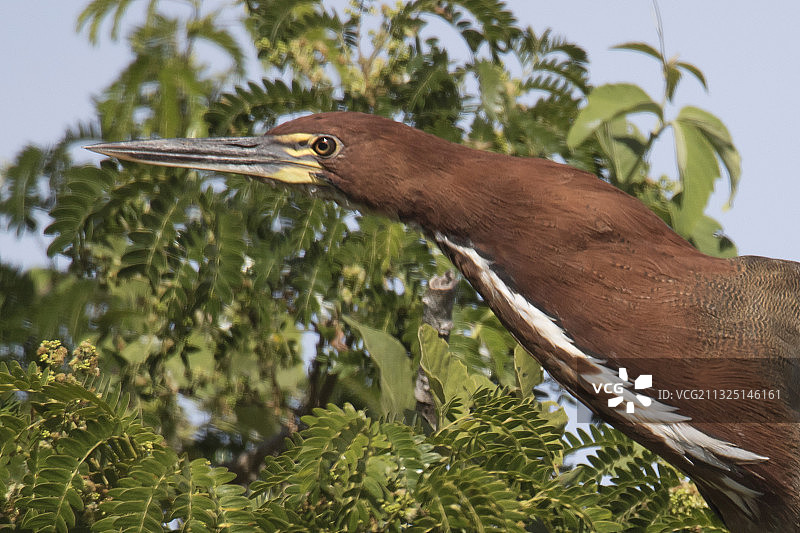 棕黄虎鹭特写图片素材