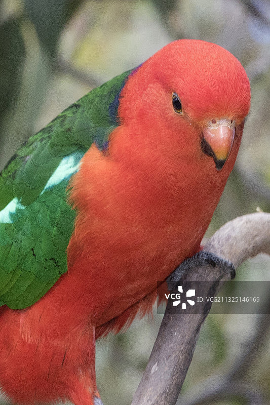 澳洲国王鹦鹉雄性特写图片素材