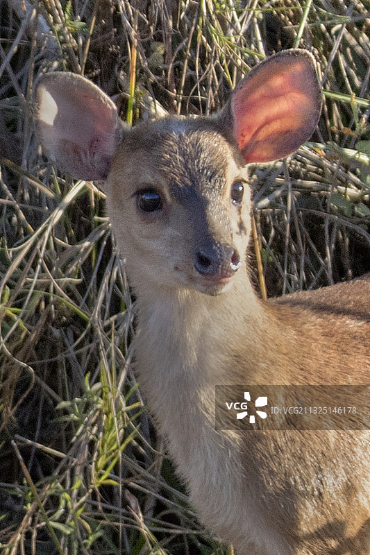 红布罗克鹿幼崽特写图片素材
