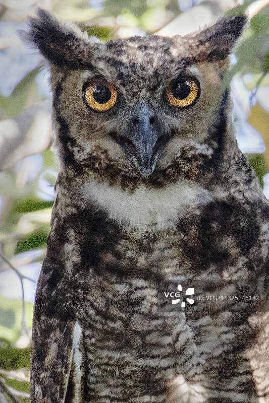 雕鸮特写图片素材