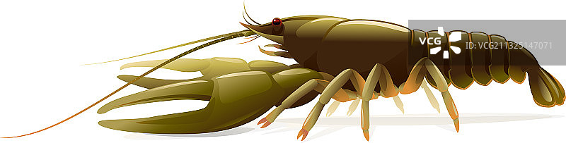 孤立的狭 clawed 小龙虾图片素材