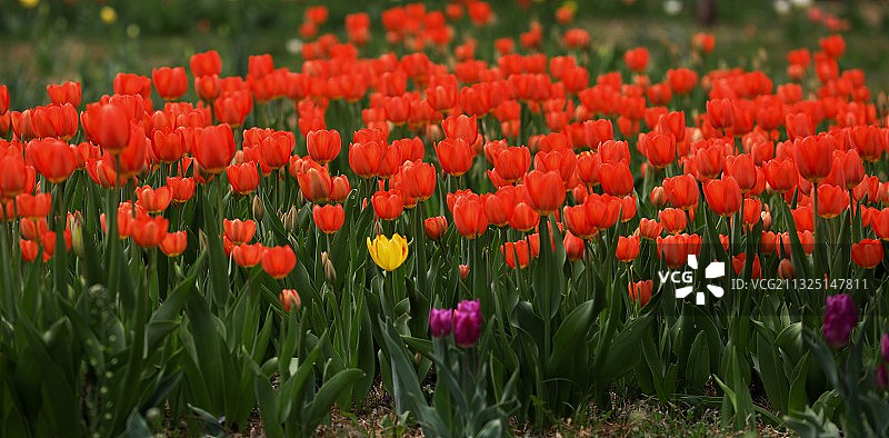 郁金花开图片素材