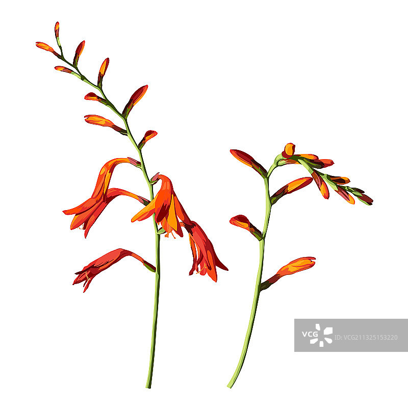白色背景下的橙色小苍兰花图片素材
