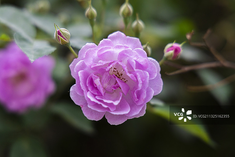 春天，盛开后的蔷薇花特写镜头图片素材