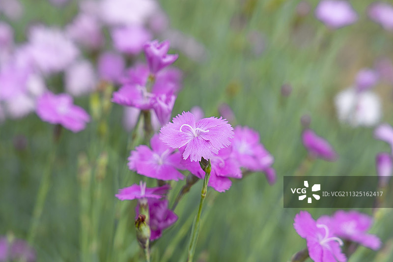 春天，瞿麦花密密麻麻地开放图片素材