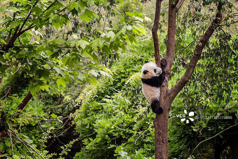 成都大熊猫繁育基地的熊猫们图片素材