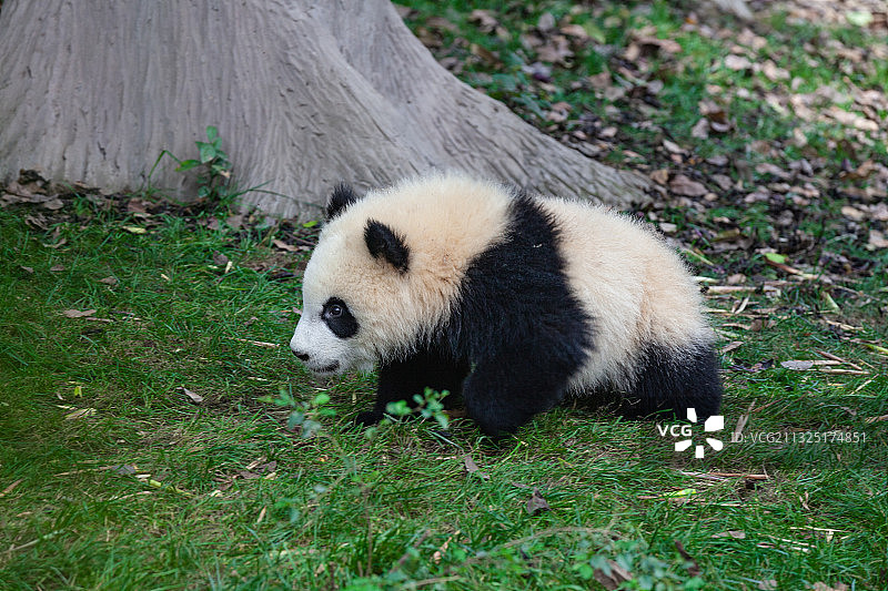 成都大熊猫繁育基地的熊猫们图片素材