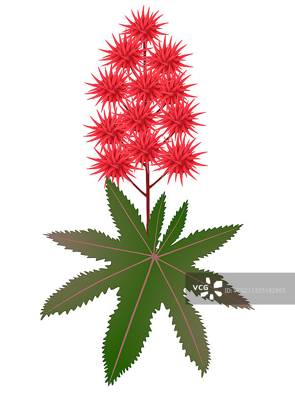 带叶子的红色蓖麻果实图片素材