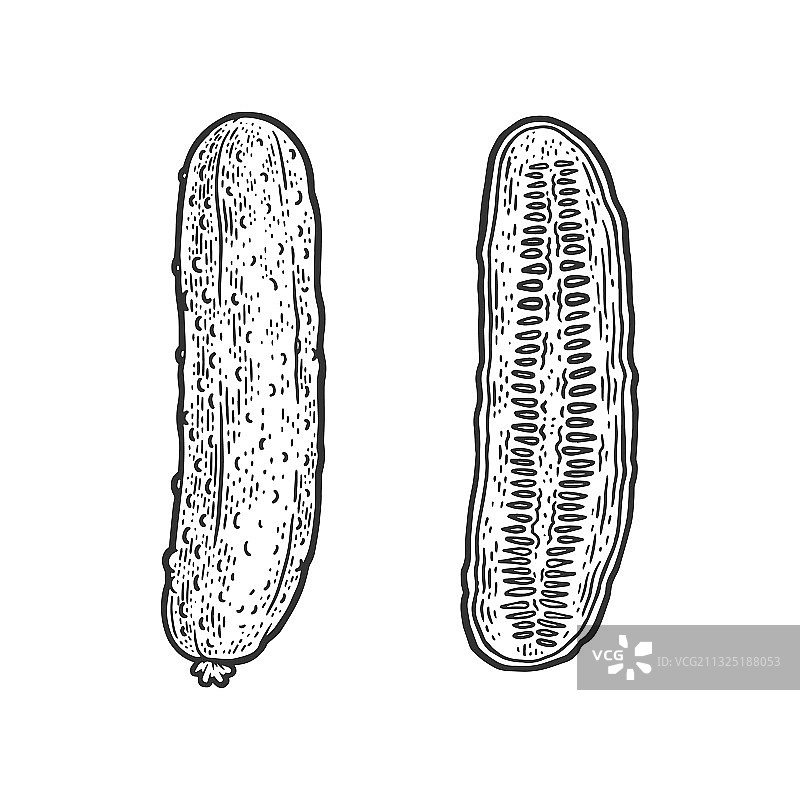 黄瓜蔬菜素描图片素材