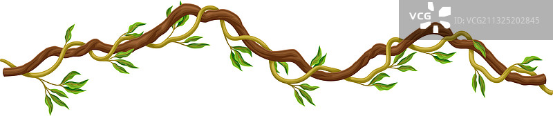 攀爬的长茎木质藤本植物图片素材