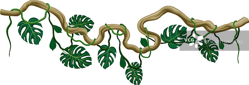 长茎硬枝的木质藤本植物图片素材
