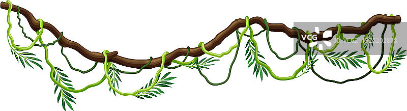 长茎硬枝的木质藤本植物图片素材