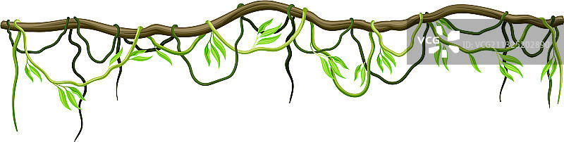 长茎硬枝的木质藤本植物图片素材