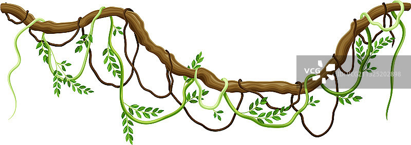 长茎硬枝的木质藤本植物图片素材