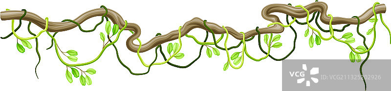 长茎硬枝的木质藤本植物图片素材