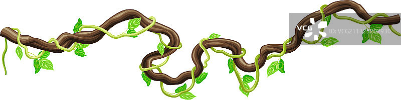 攀爬的长茎木质藤本植物图片素材