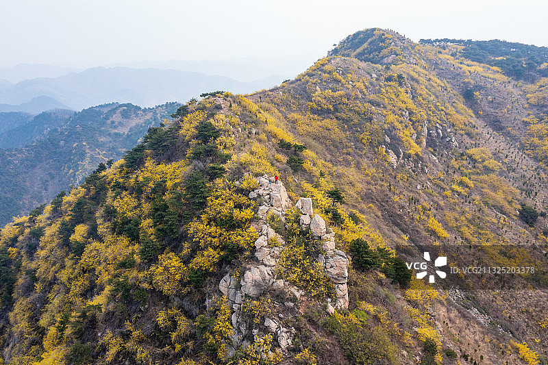 航拍济南南部山区漫山遍野的连翘花图片素材