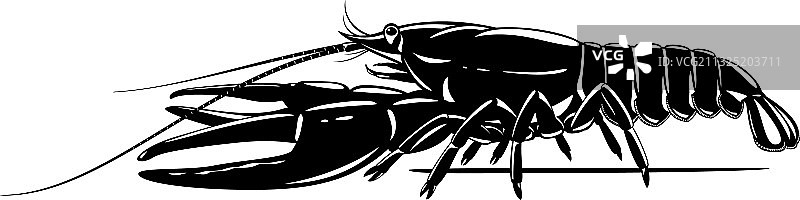 黑白相间的狭螯小龙虾图片素材