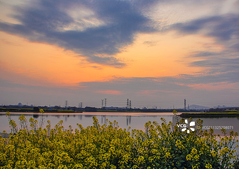 凤鸣湖畔菜花黄图片素材