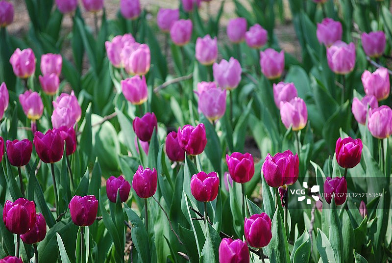 北京中山公园郁金香图片素材