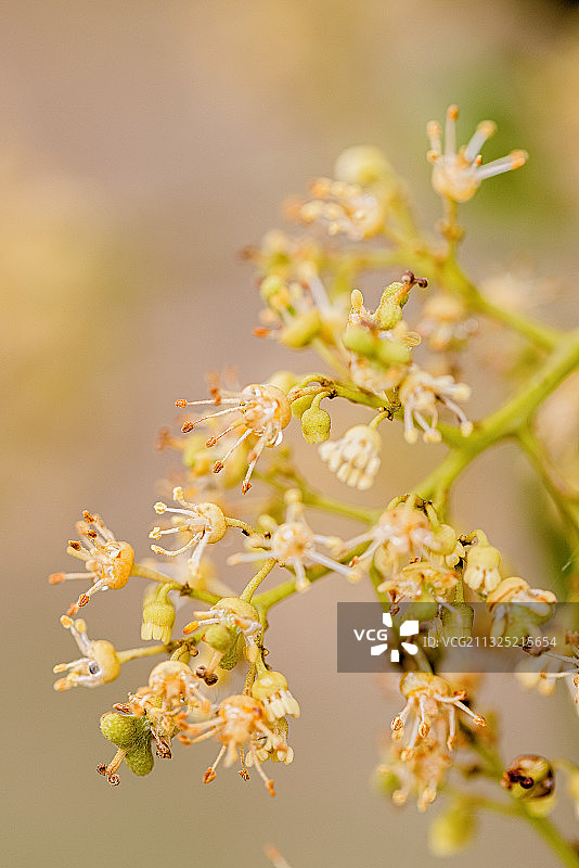 荔枝花开图片素材