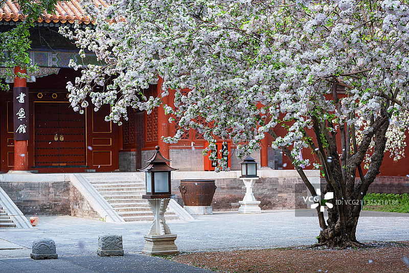 春天故宫的海棠花图片素材