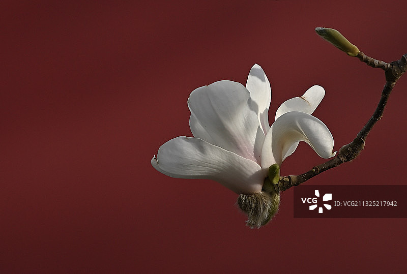 玉兰红墙图片素材