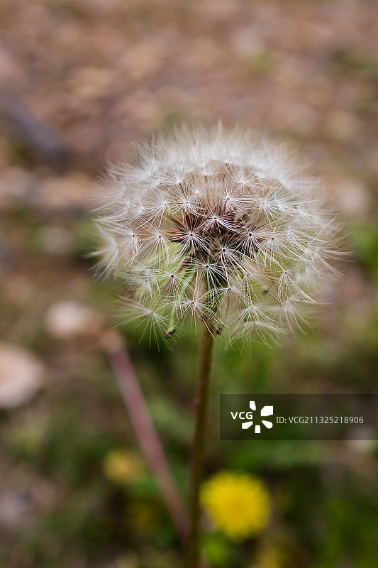 还未飞散的蒲公英种子图片素材