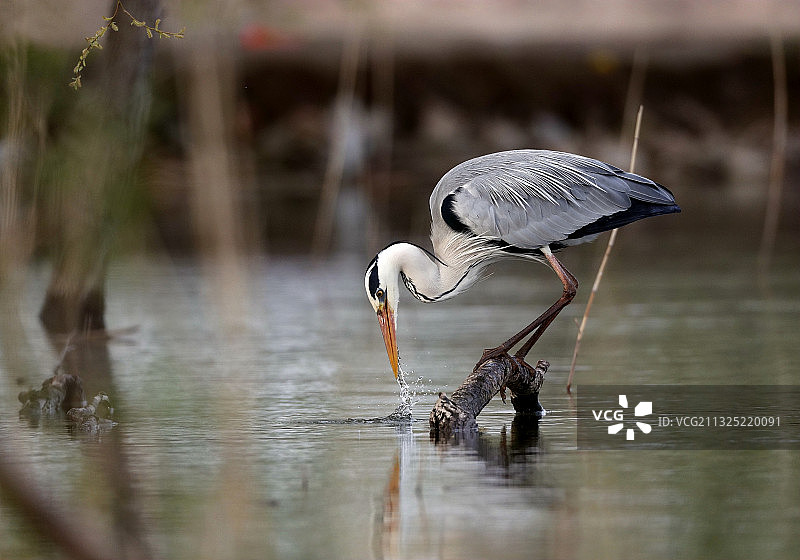苍鹭戏水图片素材