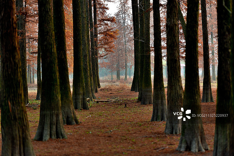 深秋的树图片素材