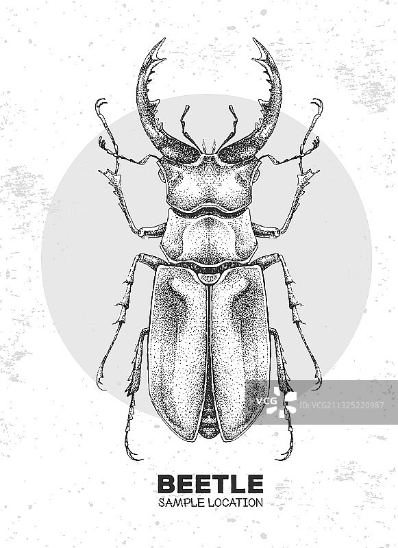 手绘逼真风格锹形甲虫图片素材