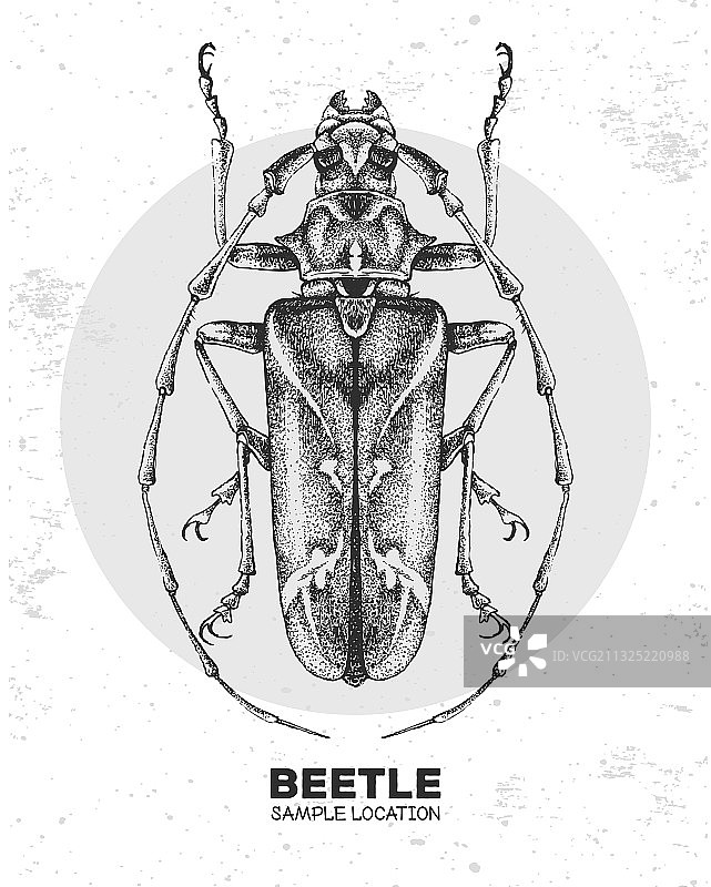 逼真的手绘长角甲虫图片素材