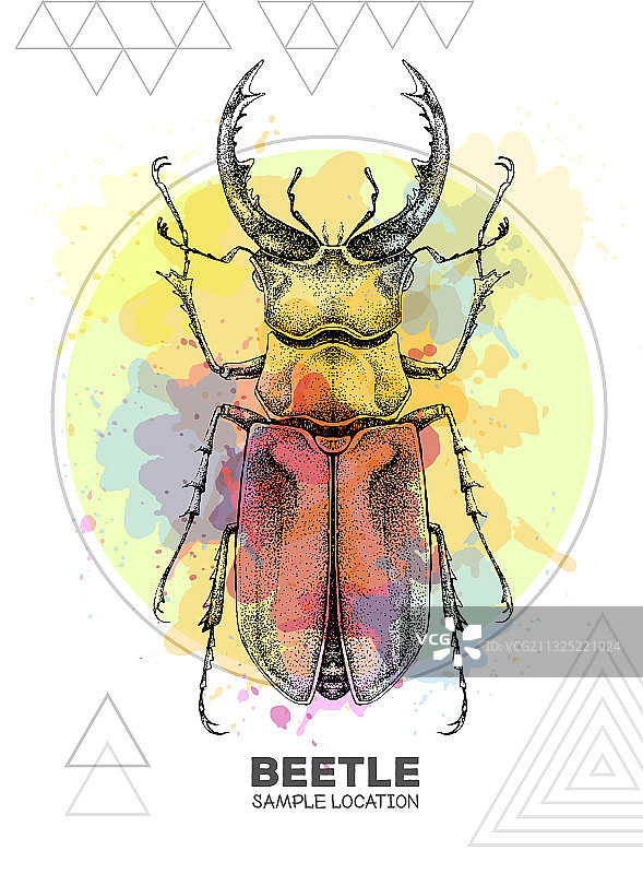 逼真手绘锹形甲虫图片素材