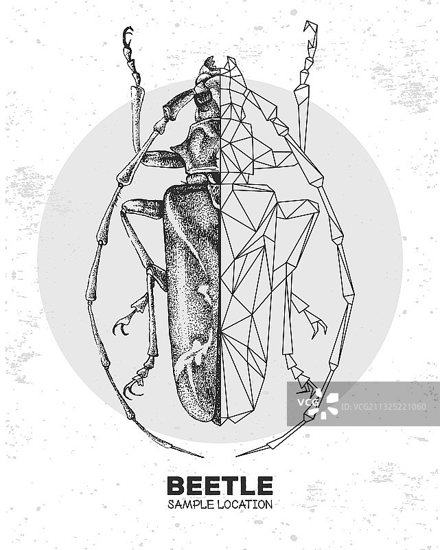 手绘多边形长角甲虫图片素材