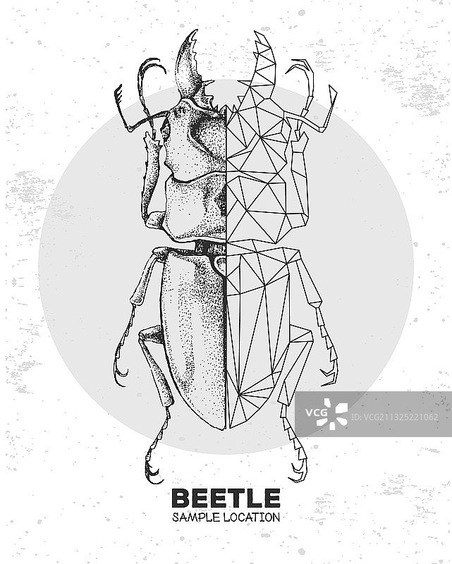 写实手绘多边形甲虫图片素材