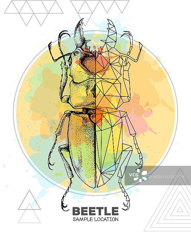 写实手绘多边形甲虫图片素材