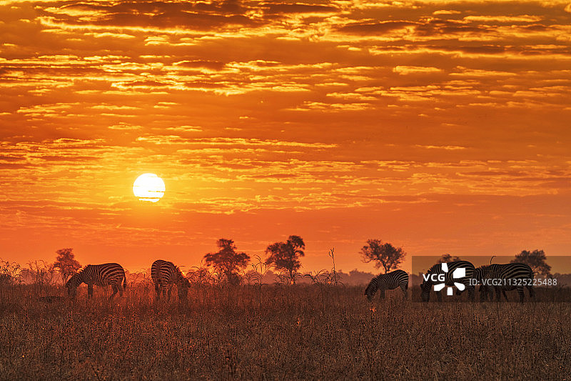 夕阳下的斑马图片素材
