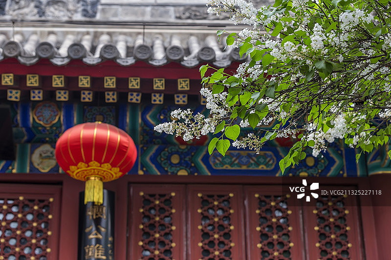 北京法源寺的丁香花开了图片素材