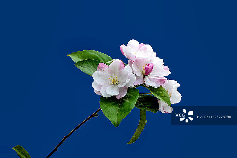 海棠花图片素材