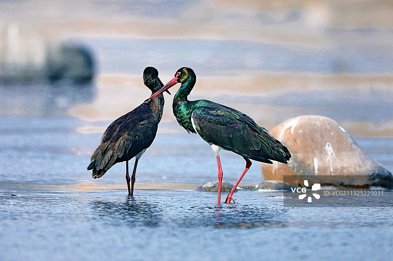 会飞的熊猫图片素材