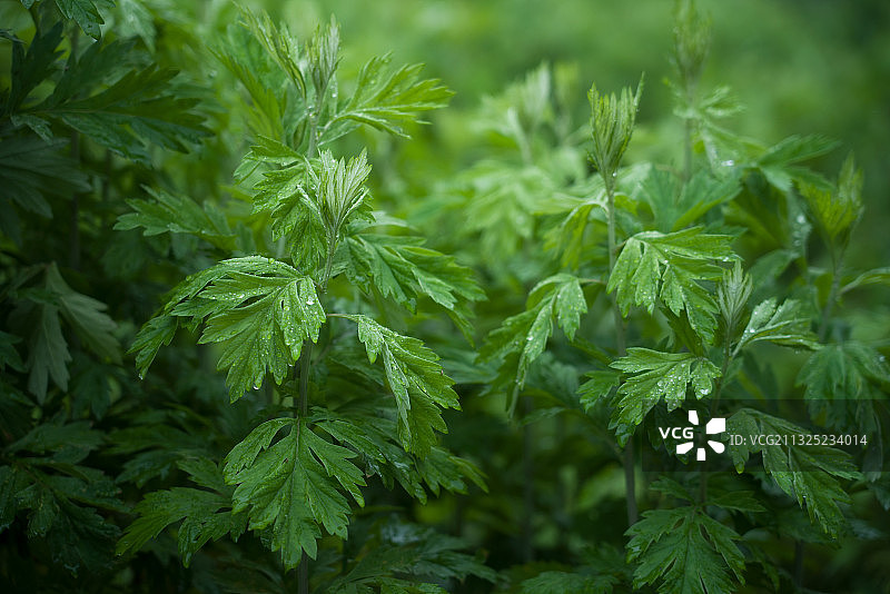 端午节植物艾草图片素材