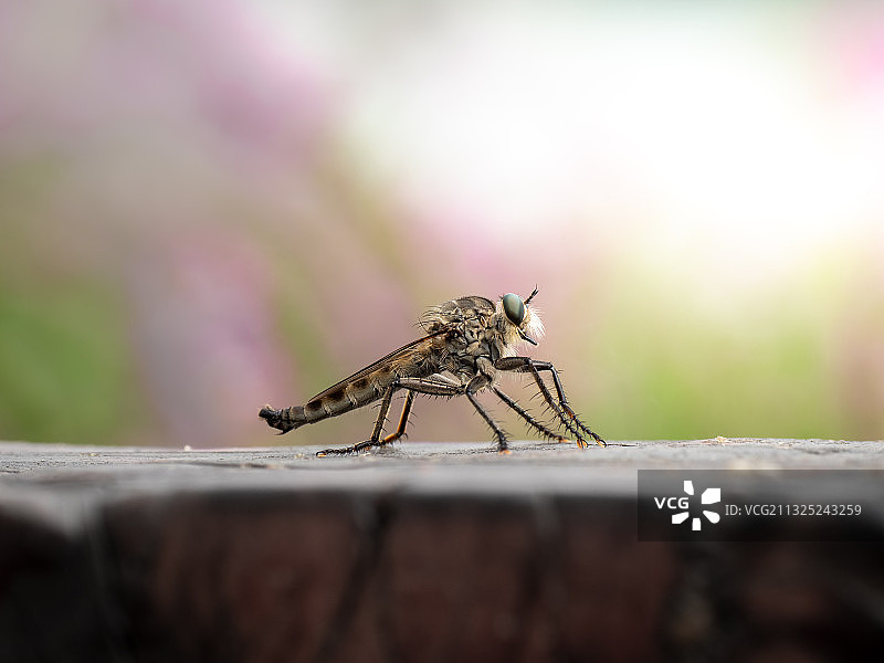 食蝇牤图片素材