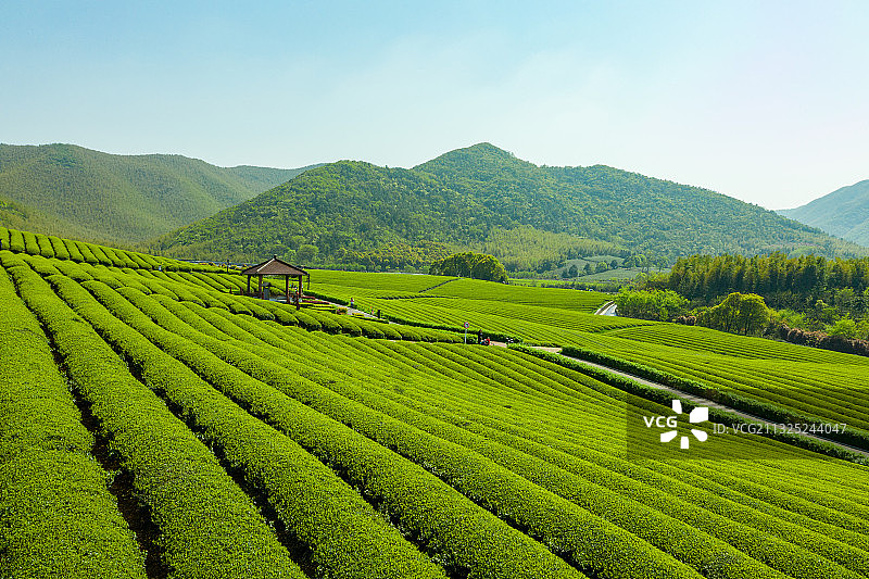 宜兴湖㳇镇御茶园图片素材