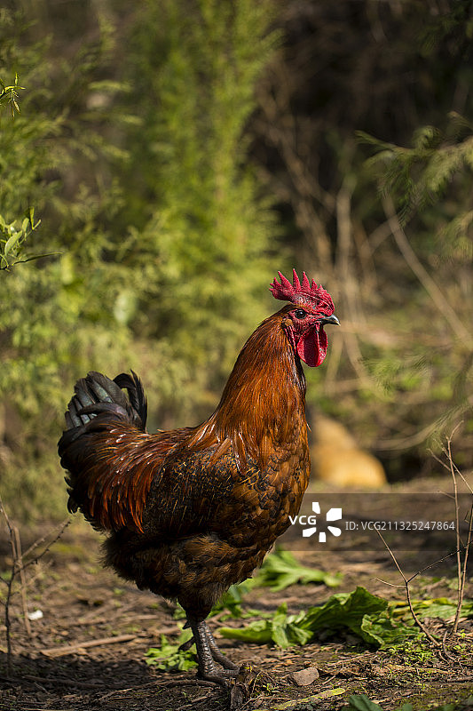 鸡图片素材