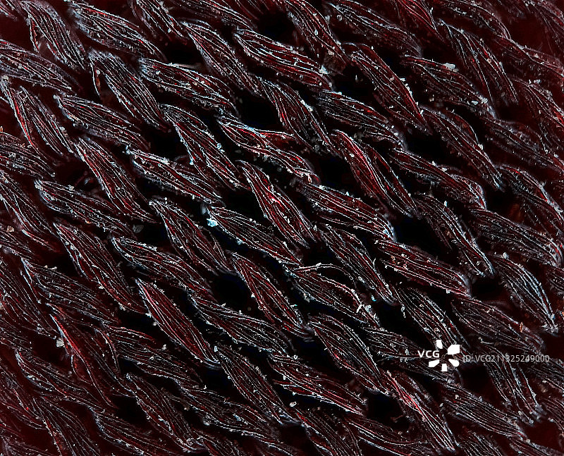 显微镜拍摄病毒纤维图片素材