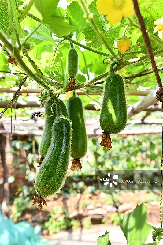 菜园子里的西葫芦长大了图片素材
